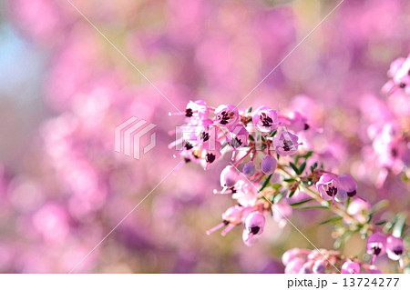 エリカ エリカ 13724277