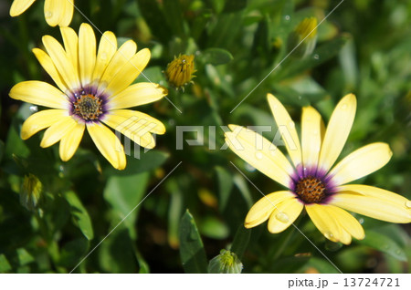 レモンシンフォニー 13724721