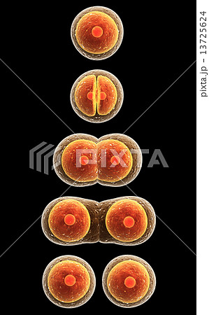 Process division of cell 13725624