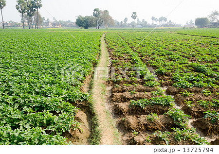 インド ブッダ ガヤ セーナー村 スジャータ村 のあぜ道の写真素材