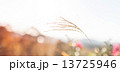 稲穂 13725946