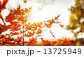 紅葉 13725949