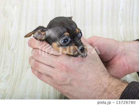 Chihuahua 13726780
