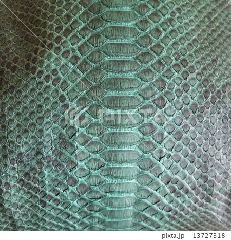 Snake skin Snake skin 13727318