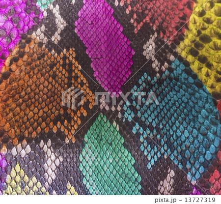 Snake skin Snake skin 13727319