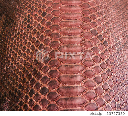 Snake skin Snake skin 13727320