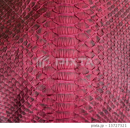 Snake skin 13727321