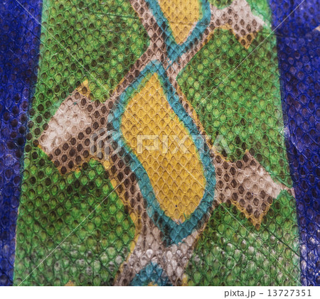 Snake skin Snake skin 13727351