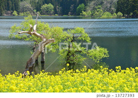 春の北竜湖 13727393