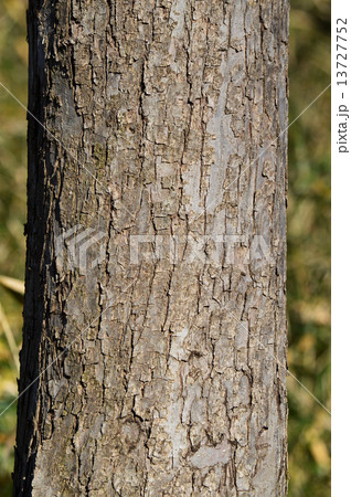 カツラ（桂） 13727752