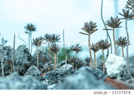 竹富島の風景 13727878