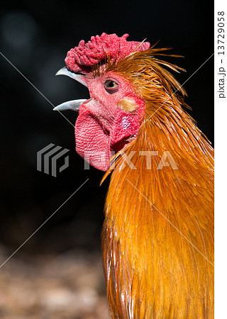 鳴くニワトリの写真素材 [13729058] - PIXTA
