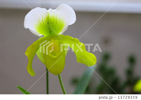 オモカゲ～パフィオペディルム 13729359