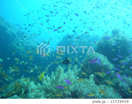 紫の熱帯魚と黄色の熱帯魚の競演 13729459