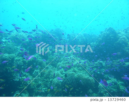 紫色の綺麗な熱帯魚の大群 13729460
