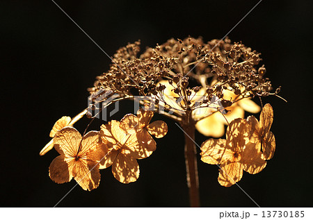 アジサイ 13730185