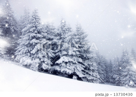 Christmas background with snowy fir trees Christmas background with snowy fir trees 13730430