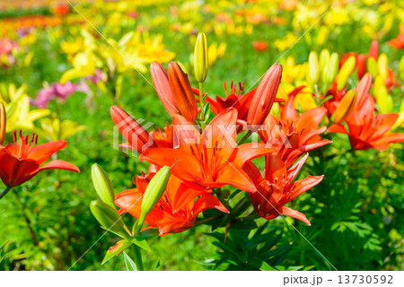 富士見高原 花の里 富士見高原 花の里 13730592