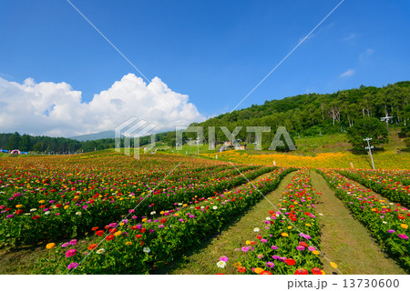 富士見高原 花の里 富士見高原 花の里 13730600