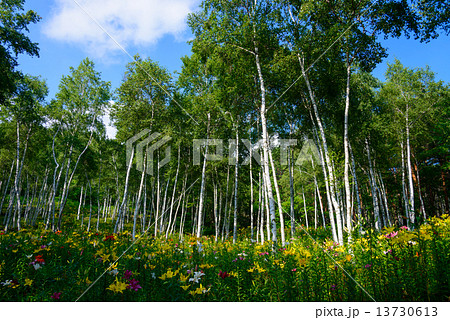 富士見高原　花の里　ユリと白樺 13730613