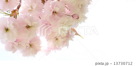 純白の花びらの八重桜(牡丹桜)文字スペースとともに 純白の花びらの八重桜(牡丹桜)文字スペースとともに 13730712