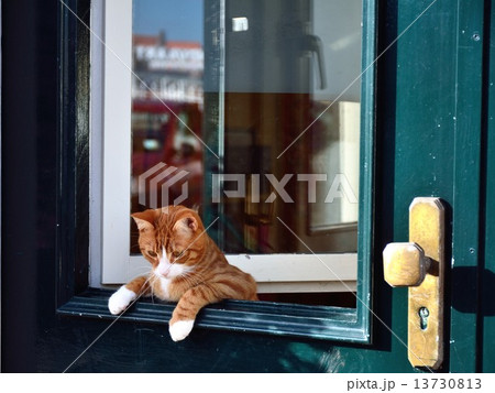 ドアから覗く猫 ドアから覗く猫 13730813