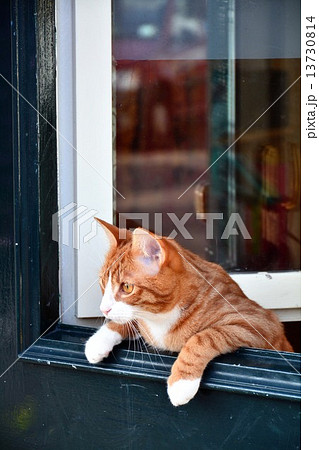 ドアから覗く猫 13730814