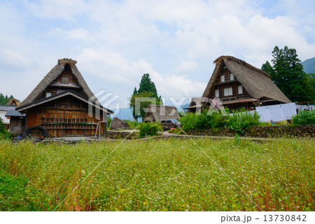 富山　五箇山　夏の相倉合掌造りの集落 13730842