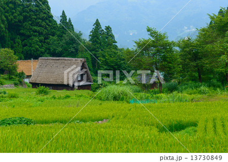富山　五箇山　夏の相倉合掌造りの集落 13730849