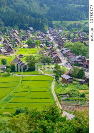 岐阜　白川郷　夏の荻町合掌造りの集落 13730877