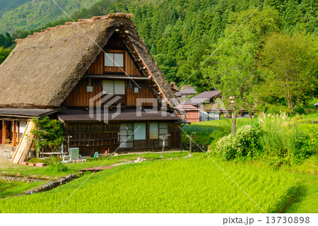 岐阜　白川郷　夏の荻町合掌造りの集落 13730898