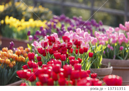 アイスチューリップ 13731351