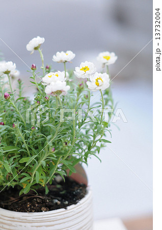 花かんざし 花かんざし 13732004