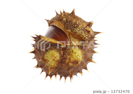 chestnut berries 13732470