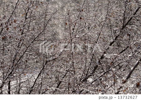 Winter. Trees in ice are frozen Very beautifully! Winter. Trees in ice are frozen Very beautifully! 13732627