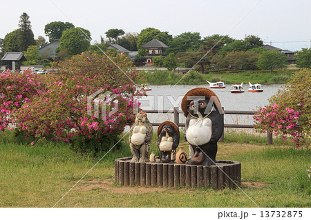 館林つつじまつり:つつじが岡公園の巨木ツツジ(群馬県館林市) 館林つつじまつり:つつじが岡公園の巨木ツツジ(群馬県館林市) 13732875
