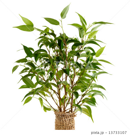 Ficus benjamina closeup 13733107