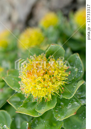 イワベンケイ 13733317