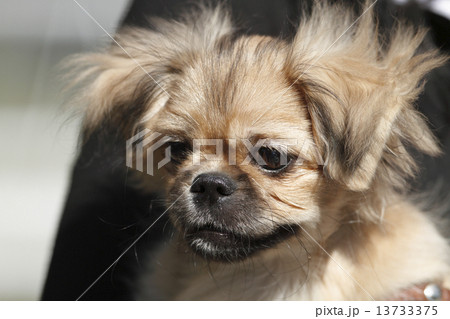 Small pekingese 13733375