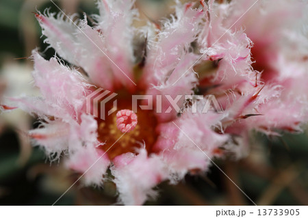 綾波・サボテンの花 13733905