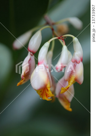 ゲットウの花と雨雫 13733907