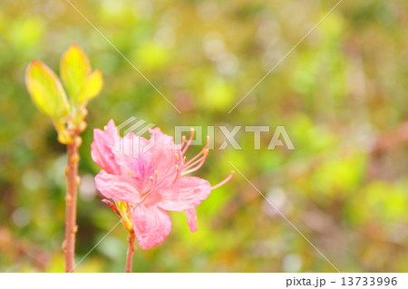 満開のつつじ　Azalea in full bloom 13733996