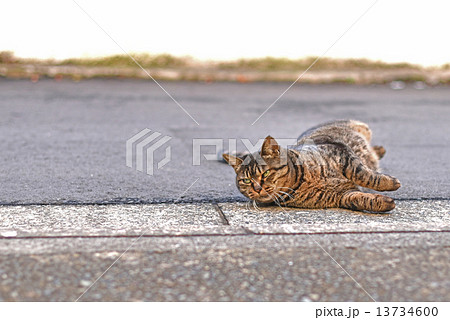 寝返りをする猫 13734600