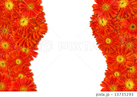 Flowers 13735293