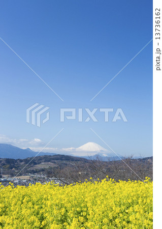 菜の花と富士山 13736162