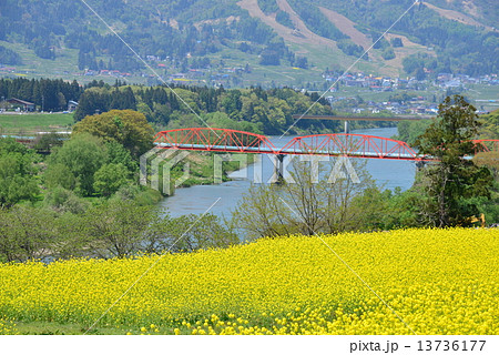 飯山菜の花公園 飯山菜の花公園 13736177