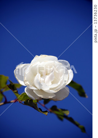 白いバラ 13736230