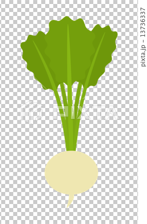 turnip 13736337