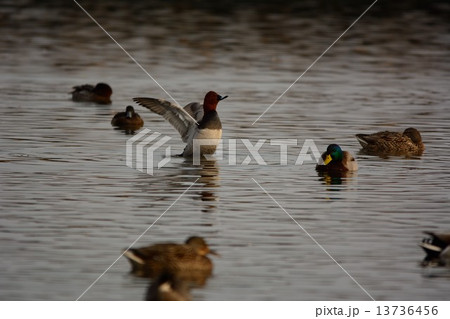 ホシハジロなどカモの群れ ホシハジロなどカモの群れ 13736456