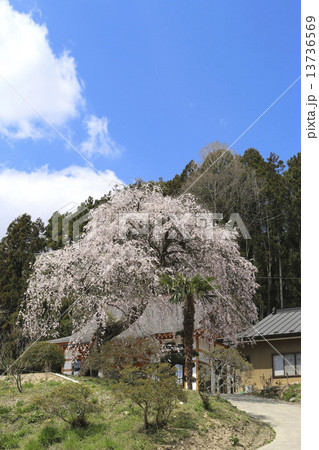 安養寺の桜 安養寺の桜 13736569
